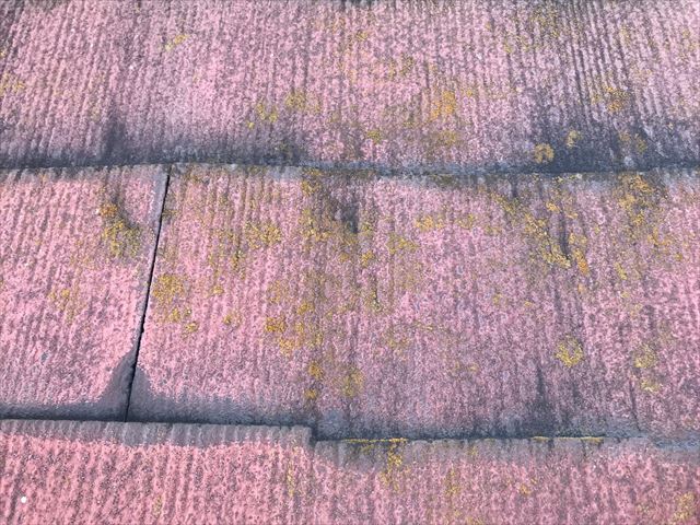 屋根にカビが発生しています