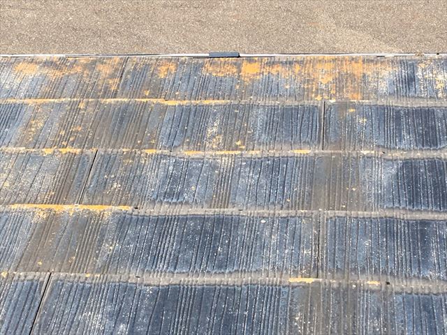 屋根にカビが発生してます