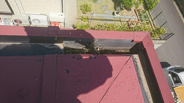 雨樋の枯れ葉
