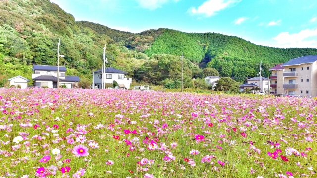 コスモスと家