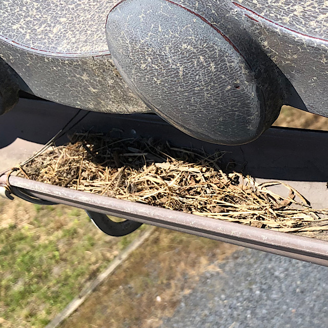 雨樋に鳥の巣