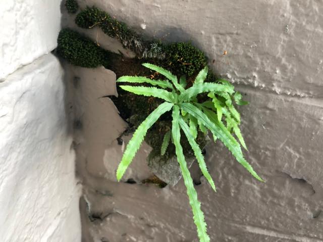 コケから植物