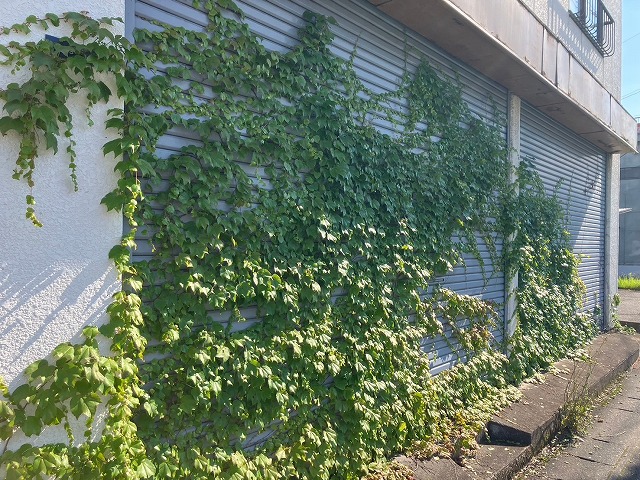 甲府市のビルの蔦が生い茂ったシャッターボックスをケレン・清掃し塗装しました