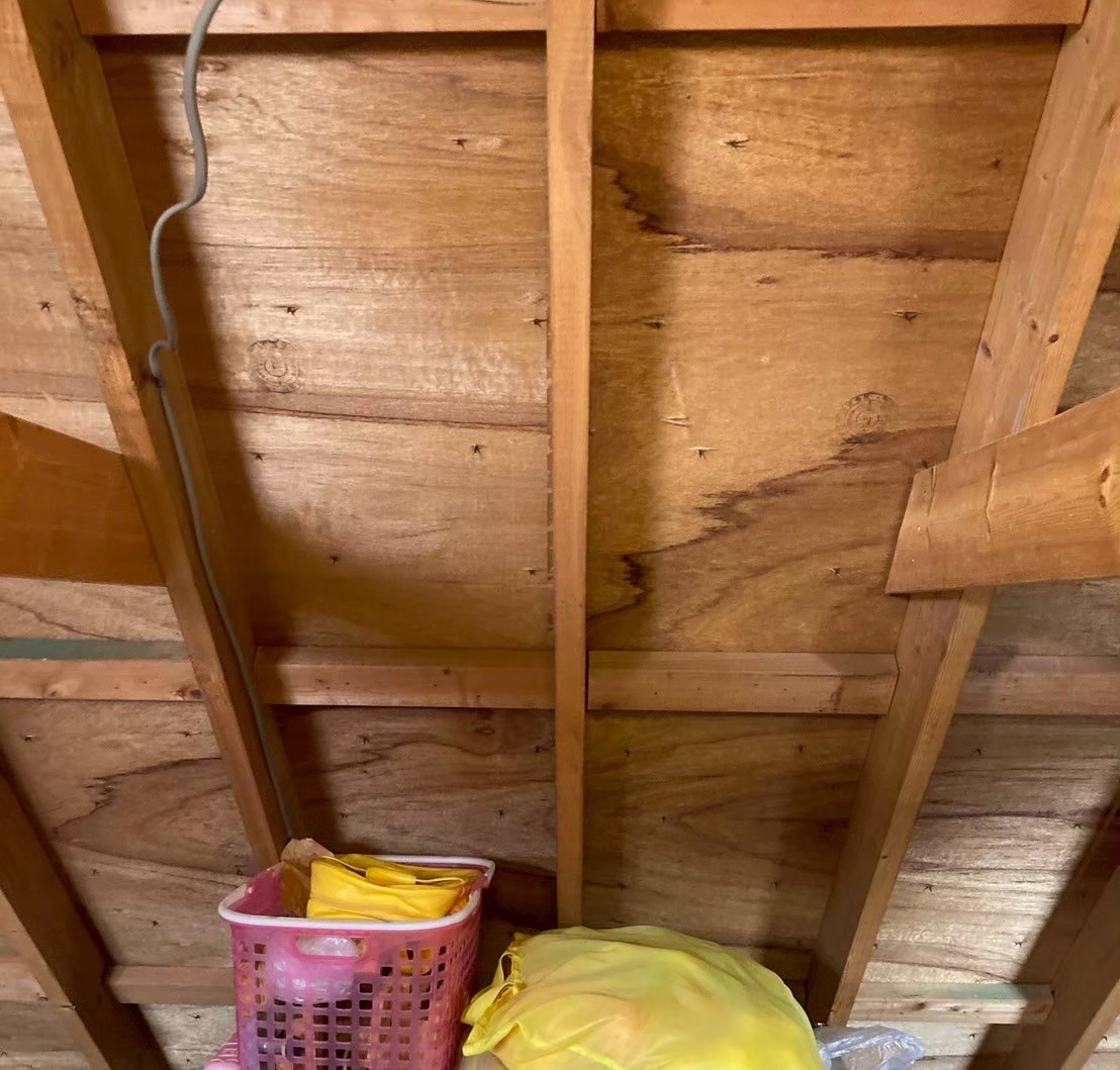 小屋裏側に見られる雨染みの痕跡