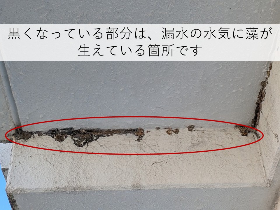 軒天の漏水痕の藻の発生