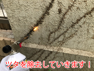 川崎市高津区諏訪にて塀に生えたツタの除去のご依頼！ツタの除去から塗装までの流れをご紹介します