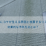 外壁にコケが生える原因と放置するリスク！効果的な予防方法とは？