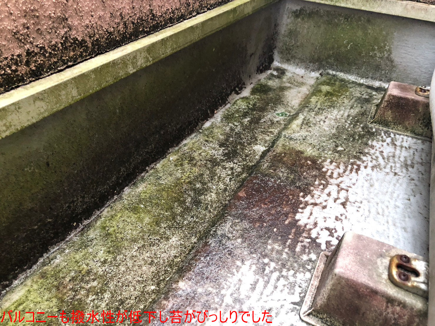 バルコニー苔