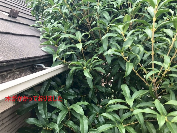 木が生い茂ってました