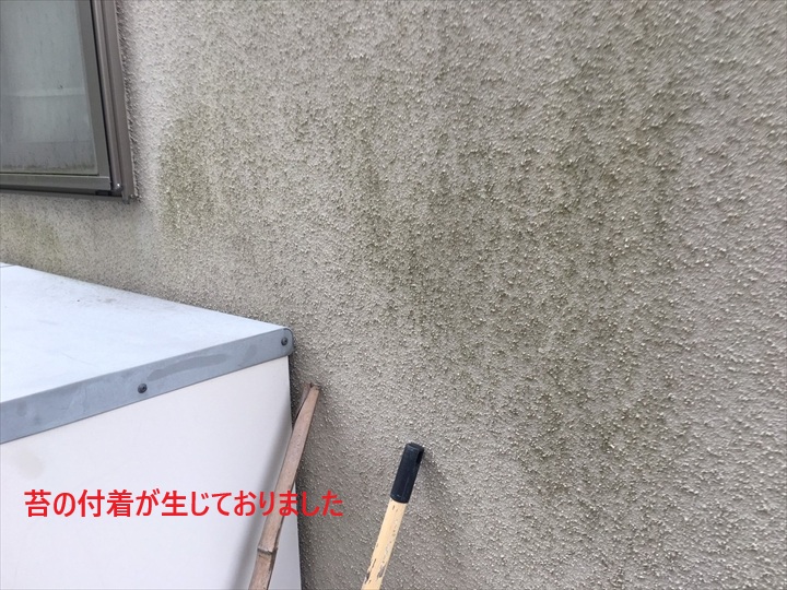 苔の付着
