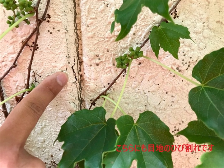 いたるところで目地の劣化