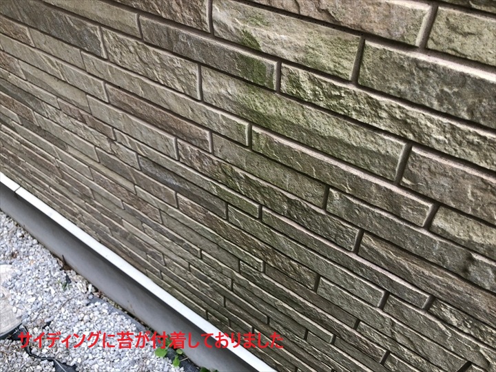 苔