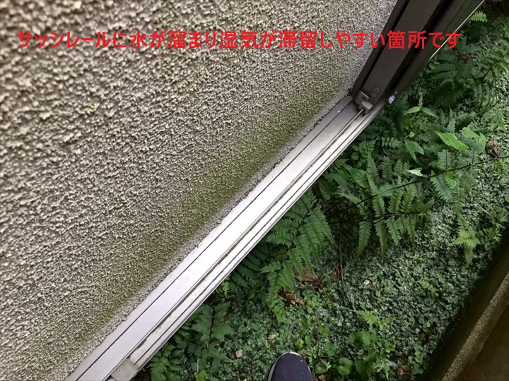 レール近くの苔