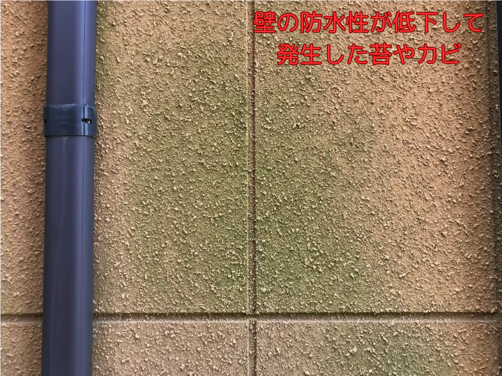 外壁の下部だけでなく苔や藻が繁殖しています