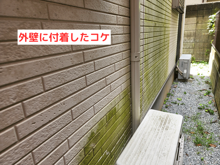 外壁に付着したコケ