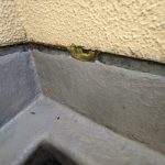 木材腐朽菌の発生