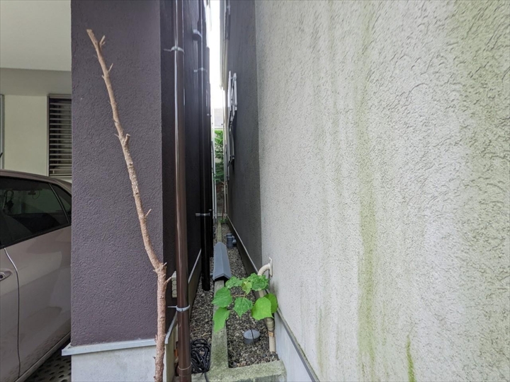 苔が生じておりました