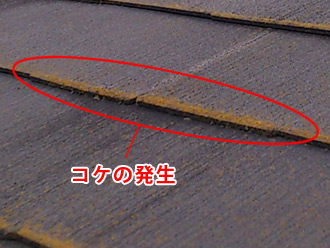 千葉県千葉市中央区　屋根点検　コケの繁殖