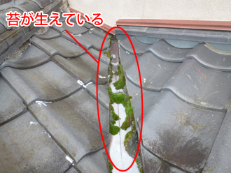 千葉県印旛郡栄町　外壁点検　苔が生えている