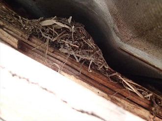千葉県市原市　屋根塗装　外壁塗装　軒先補修　点検　瓦の間の鳥の巣